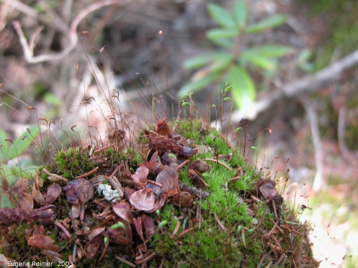 IMG 2003-May12 at near Woodridge:  Red-mouthed mnium moss (Mnium spinulosum)