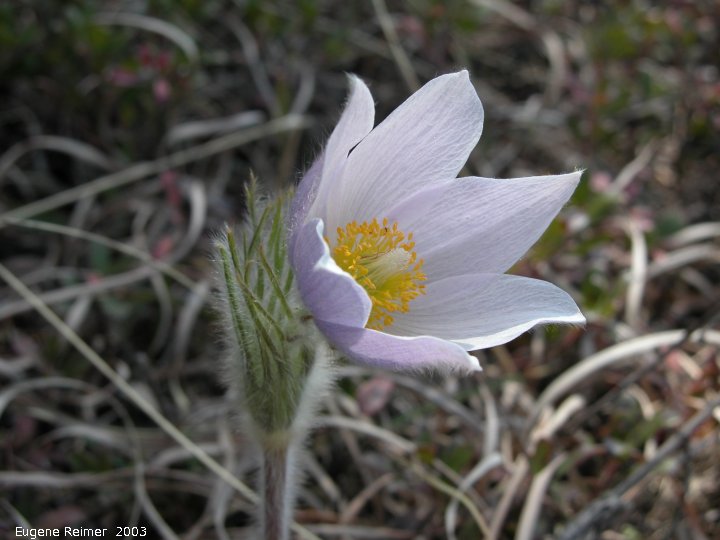 IMG 2003-May12 at near Woodridge:&nbsp; Prairie crocus (Anemone patens)
