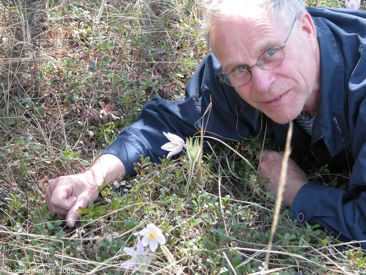 IMG 2003-May12 at near Woodridge:  cbc-hunt Richard+Prairie crocus (Anemone patens)