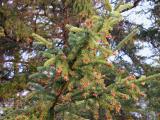 White spruce: tree