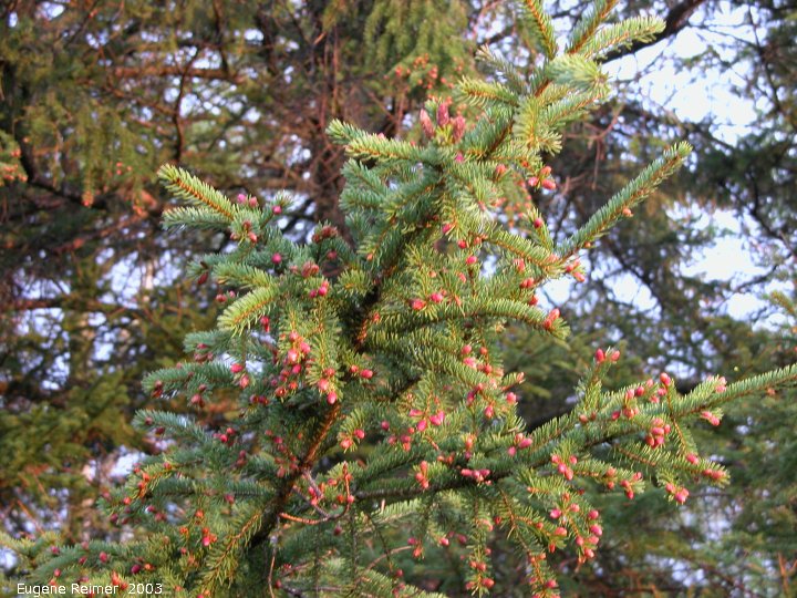 IMG 2003-May16 at WalkinshawPlace near Boissevain:&nbsp; White spruce (Picea glauca) tree