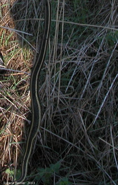 IMG 2003-May17 at WalkinshawPlace near Boissevain:  Plains gartersnake (Thamnophis radix)