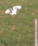 Cattle egret: