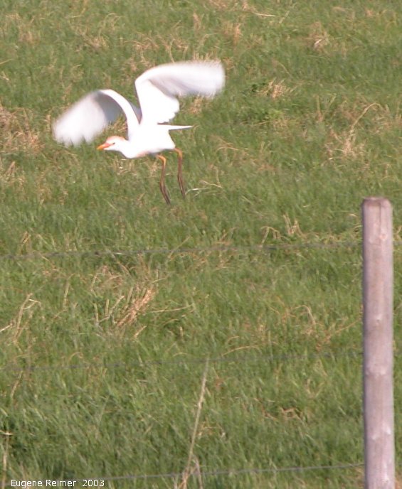 IMG 2003-May17 at WalkinshawPlace near Boissevain:  Cattle-egret (Bubulcus ibis)