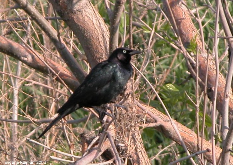 IMG 2003-May26 at NW Winnipeg:  Brewers blackbird (Euphagus cyanocephalus)