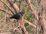 Brewers blackbird: singing