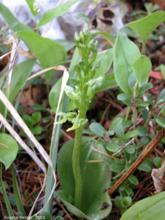 IMG 2003-May27 at PTH#15 east of Anola:  Hookers rein-orchid (Platanthera hookeri)