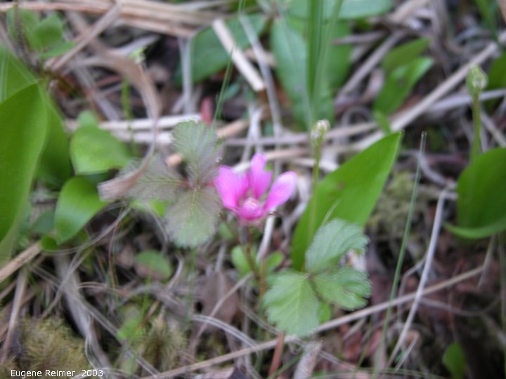 IMG 2003-May28 at Woodridge:  Dwarf raspberry (Rubus arcticus ssp acaulis)