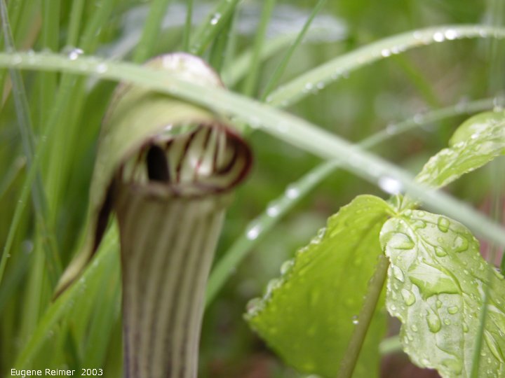IMG 2003-May31 at CraneRiver ON:  Jack-in-the-pulpit (Arisaema triphyllum)
