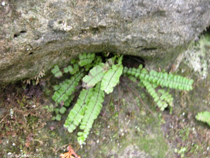 IMG 2003-May31 at CraneRiver ON:  Maidenhair spleenwort fern (Asplenium trichomanes)