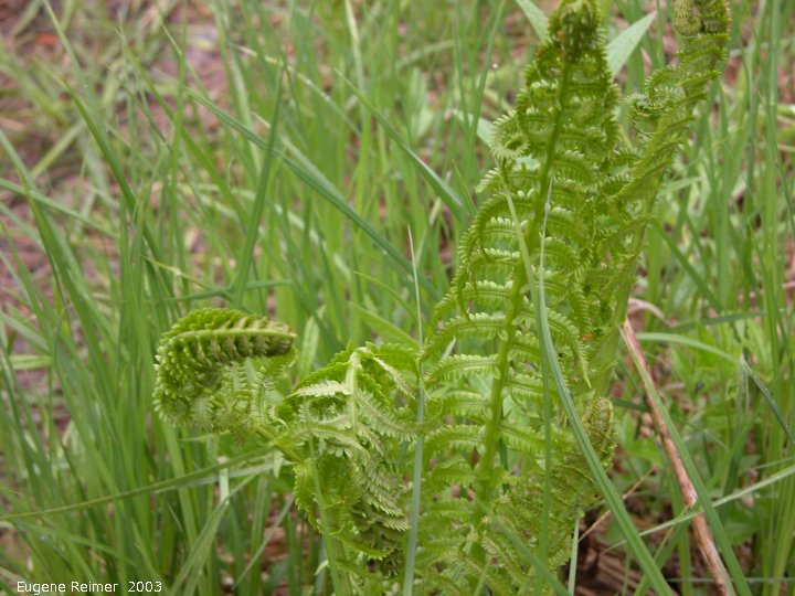 IMG 2003-May31 at CraneRiver ON:  Ostrich fern (Matteuccia struthiopteris)