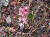Striped coralroot: