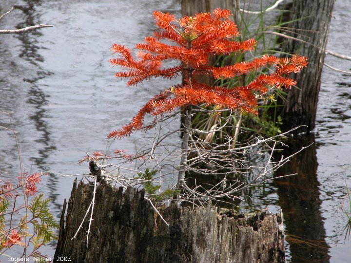 IMG 2003-May31 at CyprusLake ON:&nbsp; White spruce (Picea glauca) on stump