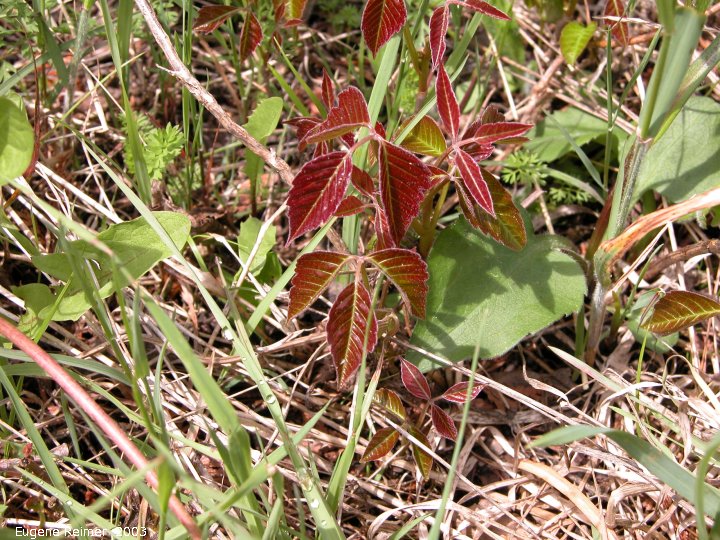 IMG 2003-May31 at CyprusLake ON:  Poison ivy (Toxicodendron rydbergii)