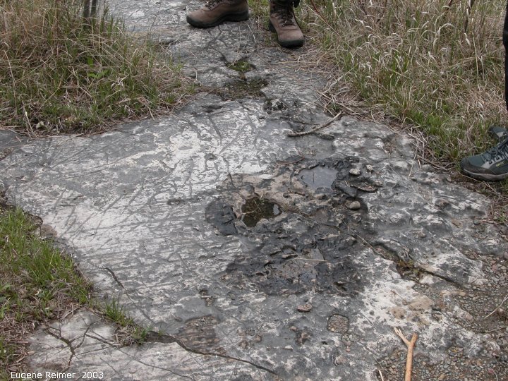 IMG 2003-May31 at Escarpment Hike near CyprusLake ON:  Dolostone with striations c 400M yrs old