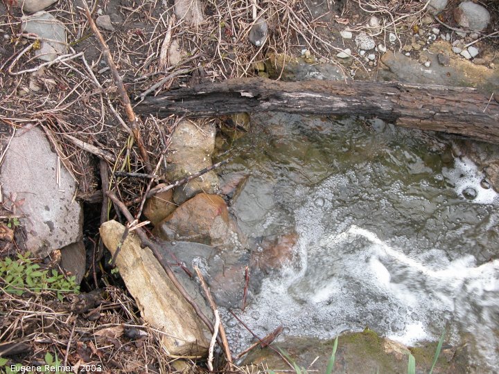 IMG 2003-May31 at Escarpment Hike near CyprusLake ON:  sinkhole water from Horse-Lake emerges 90min later in Marr Lake
