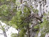White cedar: on cliff c 500yrs old