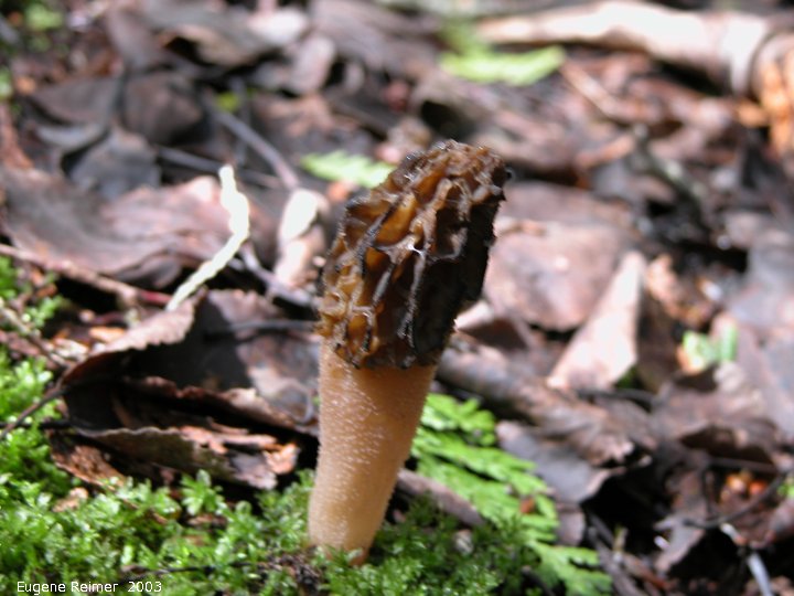 IMG 2003-May31 at Escarpment Hike near CyprusLake ON:  Morel mushroom (Morchella sp)