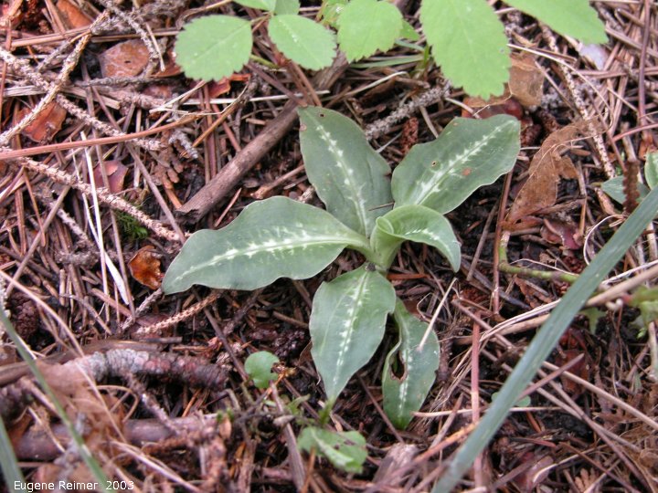 IMG 2003-May31 at Escarpment Hike near CyprusLake ON:  Menzies rattlesnake-orchid (Goodyera oblongifolia)