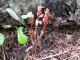 Spotted coralroot: