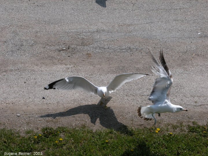 IMG 2003-May31 at DyersBay ON:  Ring-billed gull (Larus delawarensis)