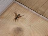 Paper-wasp: