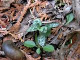 Lesser rattlesnake orchid=Dwarf rattlesnake-orchid: