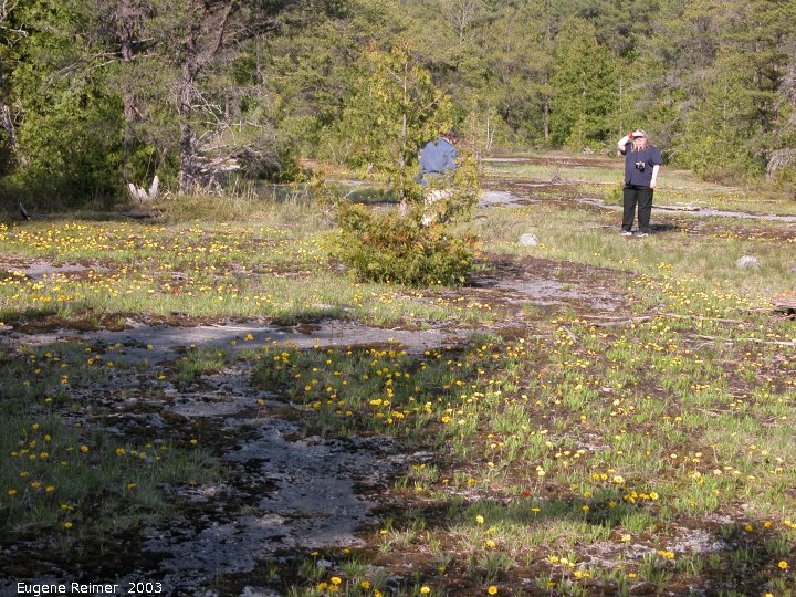 IMG 2003-Jun01 at CatherineWishartTract ON:  Lakeside daisy=Rubberweed (Hymenoxys acaulis var glabra) many