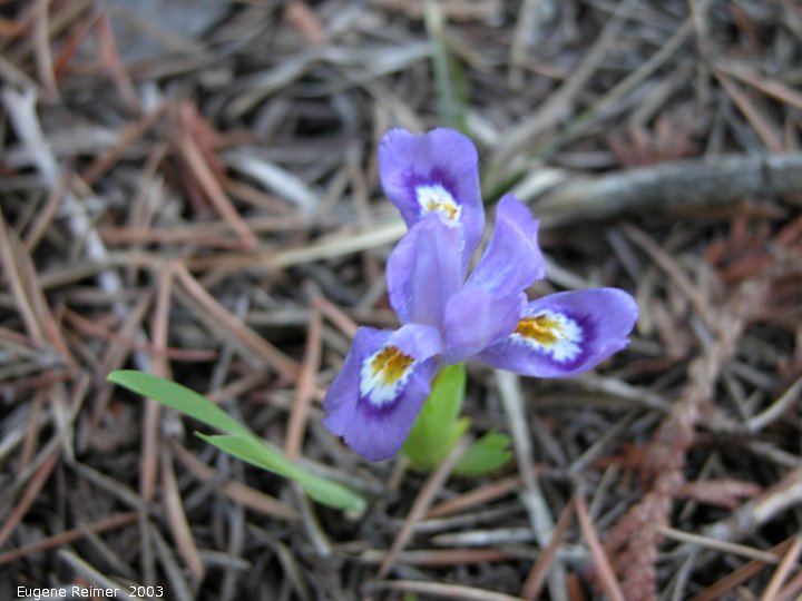 IMG 2003-Jun01 at CatherineWishartTract ON:  Dwarf lake iris (Iris lacustris)