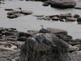 Ring-billed gull: on rock