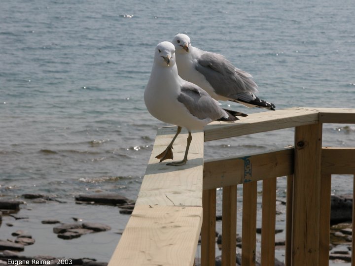 IMG 2003-Jun02 at DyersBay ON:&nbsp; Ring-billed gull (Larus delawarensis) on deck rail