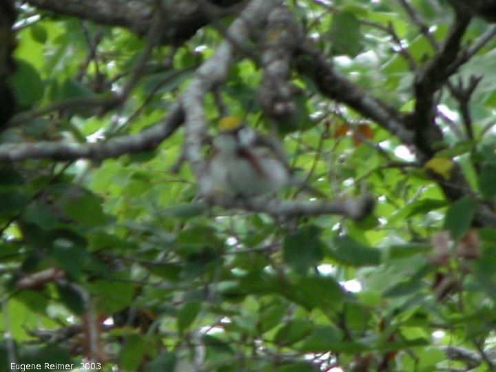 IMG 2003-Jun07 at BirdsHillPark:  Chestnut-sided warbler (Dendroica pensylvanica)