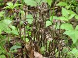 Indian pipe: pods