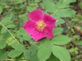 Prickly rose: dark-pink