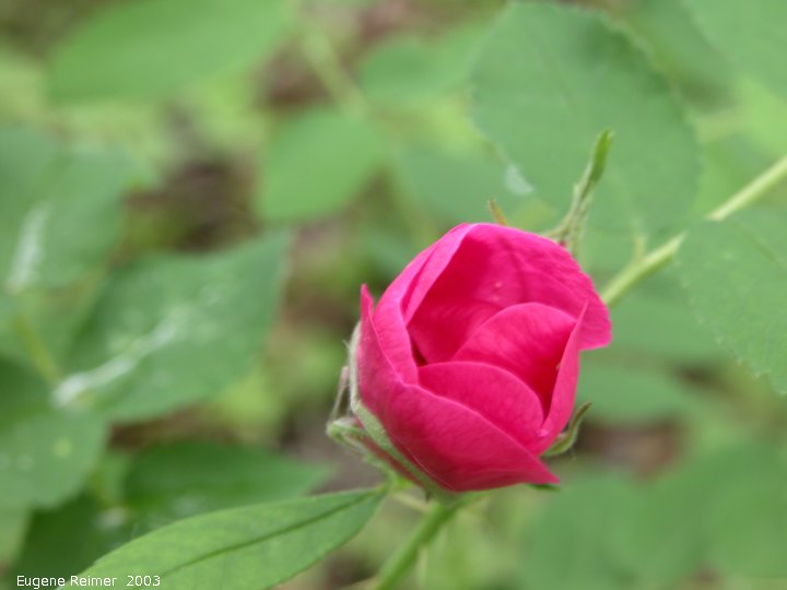IMG 2003-Jun09 at MarbleRidge near FisherBranch:  Prickly rose (Rosa acicularis) rose-bud