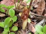 Striped coralroot: emerging