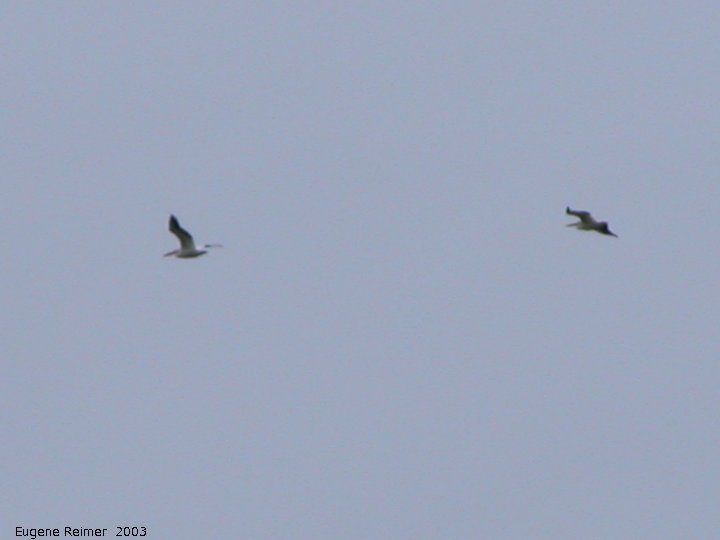 IMG 2003-Jun09 at MarbleRidge near FisherBranch:  White pelican (Pelecanus erythrorhynchos) 2 in flight