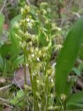 Early coralroot:
