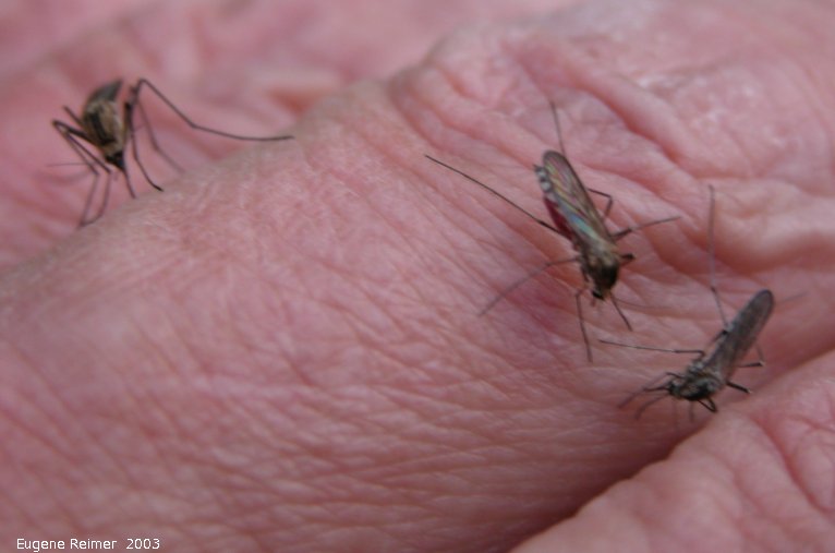 IMG 2003-Jun10 at Woodridge:  Mosquito (Culicidae sp) 3 on one finger