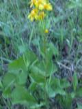 Prairie ragwort: plant blurred