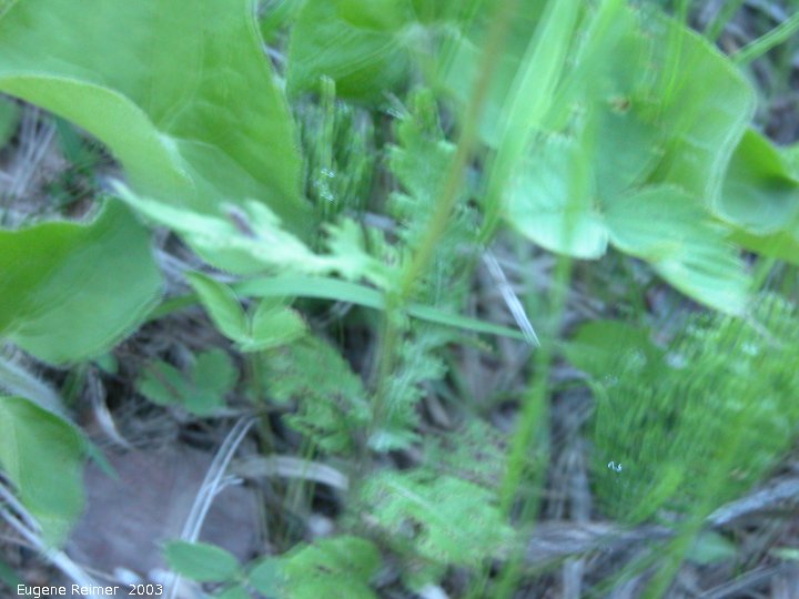 IMG 2003-Jun10 at Woodridge:  Prairie groundsel (Packera plattensis) leaves blurred