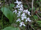 Small round-leaf orchid: clump