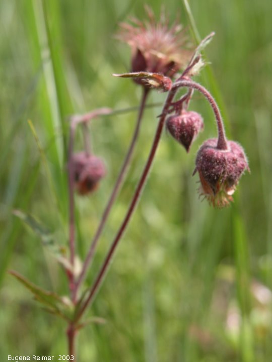 IMG 2003-Jun14 at Williams MN:&nbsp; Purple avens (Geum rivale) flower+seeds