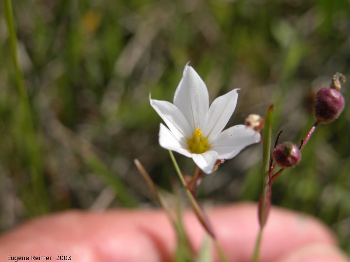 IMG 2003-Jun14 at Williams MN:&nbsp; Blue-eyed grass (Sisyrinchium montanum) white-form