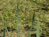 Yellow water-crowfoot=Ranunculus gmelini: