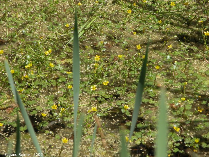 IMG 2003-Jun23 at RidingMountainPark:  Gmelins buttercup (Ranunculus gmelinii)