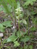 Round-leaved rein-orchid: