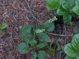 One-sided wintergreen: