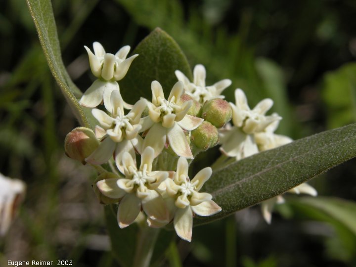 IMG 2003-Jun24 at RidingMountainPark:  Dwarf white milkweed (Asclepias ovalifolia)