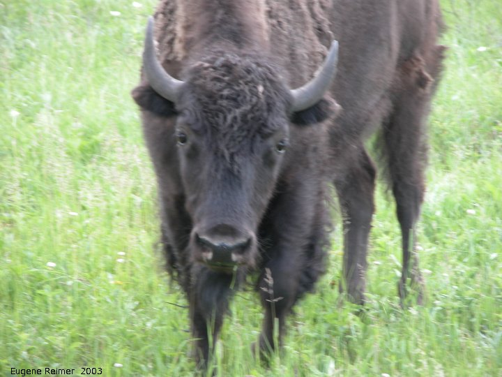 IMG 2003-Jun24 at RidingMountainPark:  Plains bison (Bison bison bison)